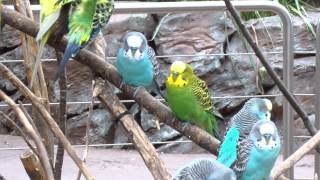 ABSOLUTELY STUNNING PARAKEETS [upl. by Barbabas169]