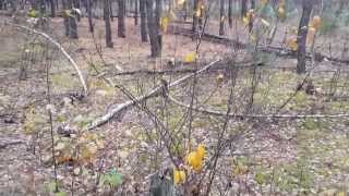 Дикорастущая вешенка в осеннем лесу Pleurotus ostreatus [upl. by Gastineau]