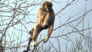 Lar Gibbon Singing at Paignton Zoo Devon UK [upl. by Arednaxela]