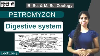 PETROMYZON  DIGESTIVE SYSTEM  Part 3  In Hindi  B Sc amp M Sc  Zoology [upl. by Aileahcim]