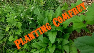 Planting Comfrey over 50 plants from 1 Root [upl. by Lowell748]