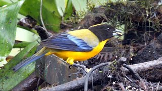 Blackchinned Mountaintanager in Ecuador [upl. by Fairlie]