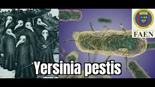 Yersinia pestis Microbiologia [upl. by Marmion]