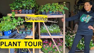 FINAL Seedling Tour 2024 🌱🌺 Zone 5b [upl. by Arretal]