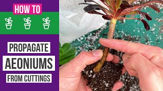 How to propagate Aeoniums from cuttings  Easy  results [upl. by Ysor]