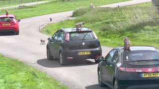 Monkeys V’s Cars at Longleat Safari [upl. by Alene]