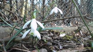 Schneeglöckchen Galanthus nivalis Pflege und Kulturhiweise vom Gärtner [upl. by Asilehc256]