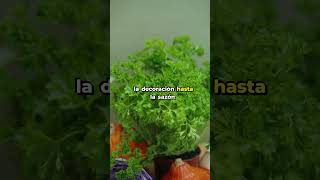 Conoce el TOP5 de Hierbas Aromáticas Ideales a Cultivar en CASA [upl. by Aidil]