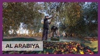 Inside the Saudi olive farm the largest in the world [upl. by Enelyk]