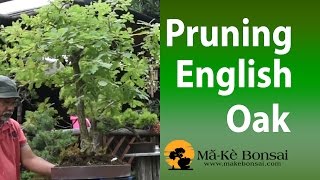 75 Summer Pruning of English Oak Quercus robur European Bonsai Trees for Beginners [upl. by Dedra]