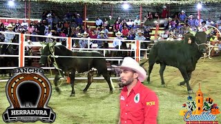 EN EL INICIO DE LA FERIA CUAUTITLAN LLEGO RANCHO LA HERRADURA DEL GRULLO JALISCO CON UNOS TORASOS [upl. by Elamef613]