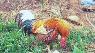 Rooster Fun Activities Rooster Bueatiful moments👉 Pets 4 You 👈pets hen birds cute puppypuppy [upl. by Esertak]