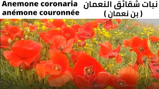 نبات شقائق النعمان  بن نعمان  Anemone coronariaanémone couronnée [upl. by Christos]