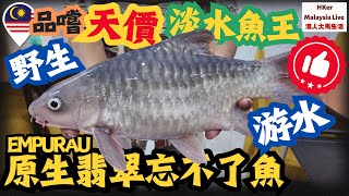 【KL2024 EP26】品嚐👅人生必食天價💰淡水魚王👑野生🌊游水🤿原生翡翠忘不了魚🐟【港人大馬生活】訂閱突破1️⃣4️⃣8️⃣萬 [upl. by Ativahs156]