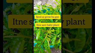 Tecoma plant 🌱seed se grow kiya 😋 plant houseplant [upl. by Reeba]