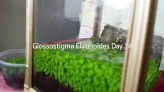 Glossostigma Elatinoides Project Pt 5 [upl. by Aubyn]