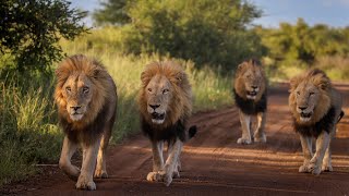 Is this the Most Impressive Lion Coalition in The Kruger National Park [upl. by Phox]