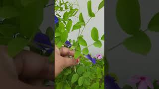 aprajita plant care tips secret plant lover gardening [upl. by Bartholemy587]