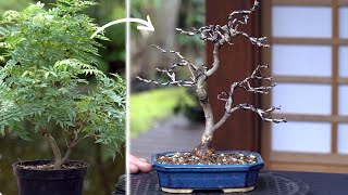 Millettia japonica Hime Fuji bonsai creation DIY [upl. by Ahsiat]