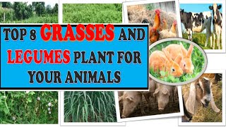 GRASSES AND LEGUMES PLANT FOR YOUR ANIMALS [upl. by Cayla]