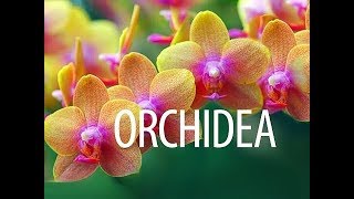 Orchidea gondozása  kertészeti tanácsok [upl. by Eneliak363]