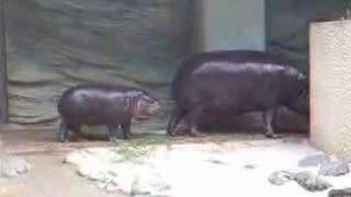 Pygmy Hippopotamus1 Mother and Baby of PygmyHippopotamus [upl. by Abrams]