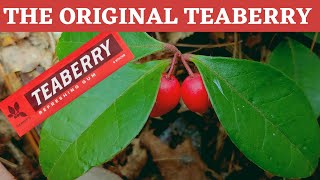 Teaberry or American Wintergreen inspiration for Teaberry gum [upl. by Aicileb]