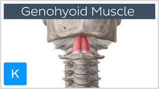 Geniohyoid Muscle  Origins amp Function  Human Anatomy  Kenhub [upl. by Giavani]