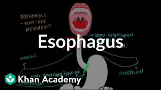 Esophagus  Gastrointestinal system physiology  NCLEXRN  Khan Academy [upl. by Nomor]