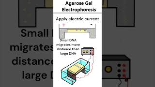 Agarose Gel Electrophoresis electrophoresis dna [upl. by Dorcea436]