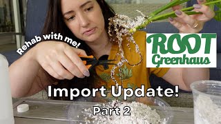 Root Greenhaus Import Update weeks 1 amp 2  Come on my Rehab process with me  Series Part 2 [upl. by Adnama]