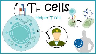 Helper T cells  Th cell development differentiation and function [upl. by Auhs]