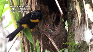 ENDEMIC BIRDS OF PUERTO RICO  AVES ENDEMICAS DE PUERTO RICO [upl. by Adnorrahs]