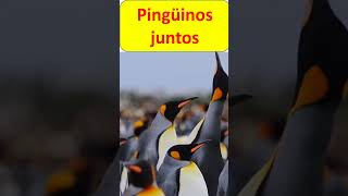 pinguinos juntos [upl. by Docia]