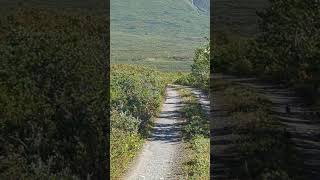 Ptarmigan in BC [upl. by Nyletac]