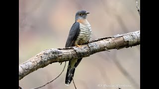 Black Sparrowhawk eyeing out a Redchested Cuckoo [upl. by Ydieh806]