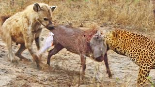 Leopard and Hyena Break Warthog Apart While Still Alive [upl. by Ntsud728]