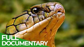 Wild Indonesia  Episode 1 Islands of Monsters  Free Documentary [upl. by Anole]