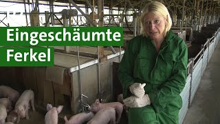 Antibiotika im Schweinestall vermeiden Ferkel waschen um Krankheiten zu vermeiden Unser Land  BR [upl. by Nettie]