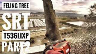 Felling SRT Ddrt Tree Climbing Husqvarna T536LiXP Part 2 [upl. by Yrollam397]