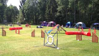 Mittelspitz agility [upl. by Aicilif]