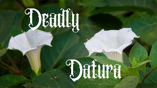 The Deadly Datura Plant Identification Cautions and Medicinal Uses [upl. by Eseret]