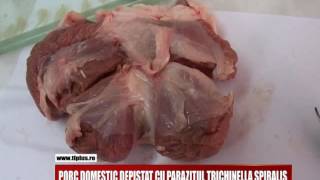 PORC DOMESTIC DEPISTAT CU PARAZITUL TRICHINELLA SPIRALIS [upl. by Unity]