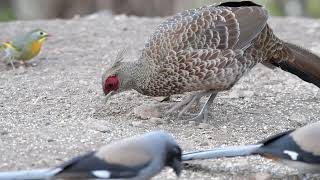 Birds at Ashram Hide  Sattal [upl. by Wauters706]