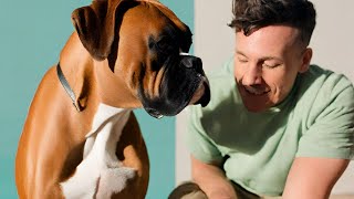 Boxer Dog Grooming Essential Tips  Is Your Dogs Coat Clean and Healthy [upl. by Eddina555]