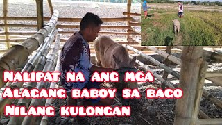 NALIPAT NA ANG MGA ALAGANG BABOY SA BAGO NILANG KULONGAN [upl. by Nyberg296]