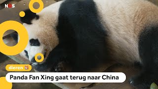 Hoe verhuis je een reuzenpanda [upl. by Schulze]