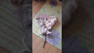 Habis begadang 😂😂😂 animals cat kucinglucu kucingimut kucing shortvideo [upl. by Eetnod]