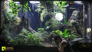 A Major Crisis Hit My Giant Rainforest Vivarium and I Have to Go Away [upl. by Orabel]