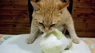 Cat Eat Cabbage [upl. by Susann]